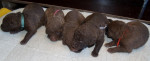 the girls 2 wkn